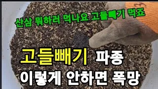 고들빼기 파종시기 심는시기 수확시기 농작물 재배_7