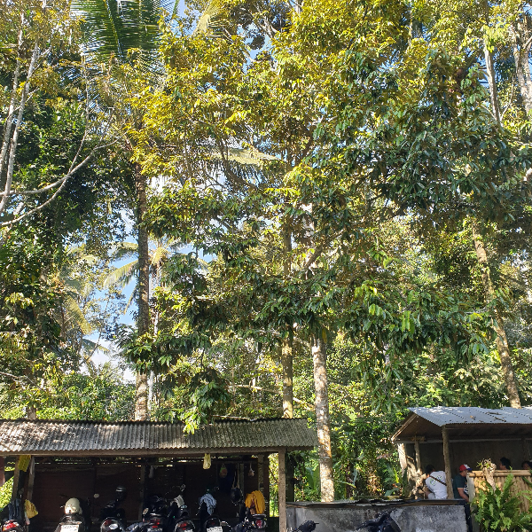 발리 루왁 커피 농장: Cantik Agriculture Luwak Coffee (캔틱 루왁 커피)_우거진 숲속