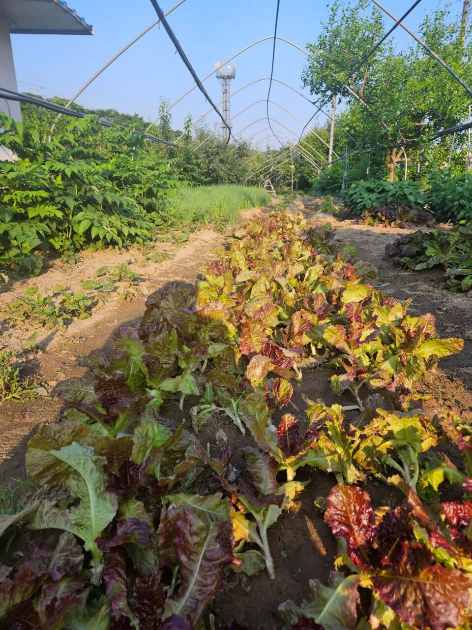 6시 내고향 경남 하동 맛집 재첩밥상 이화가든 (재첩국과 참게장 재첩회 무침 맛집)