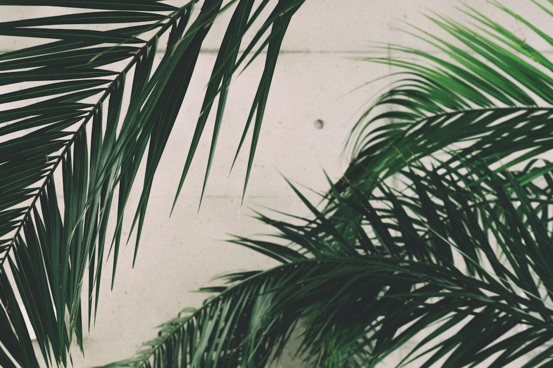 Sesame leaf
