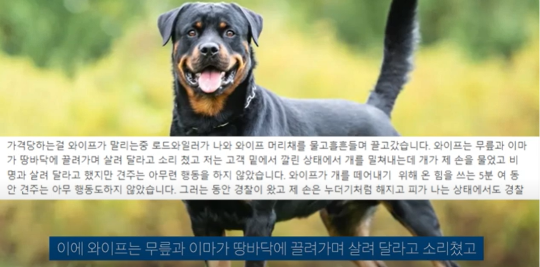 맹견 로드와릴러에게 아내가 물려 이를 뿌리치다 손까지 물린 대리기사