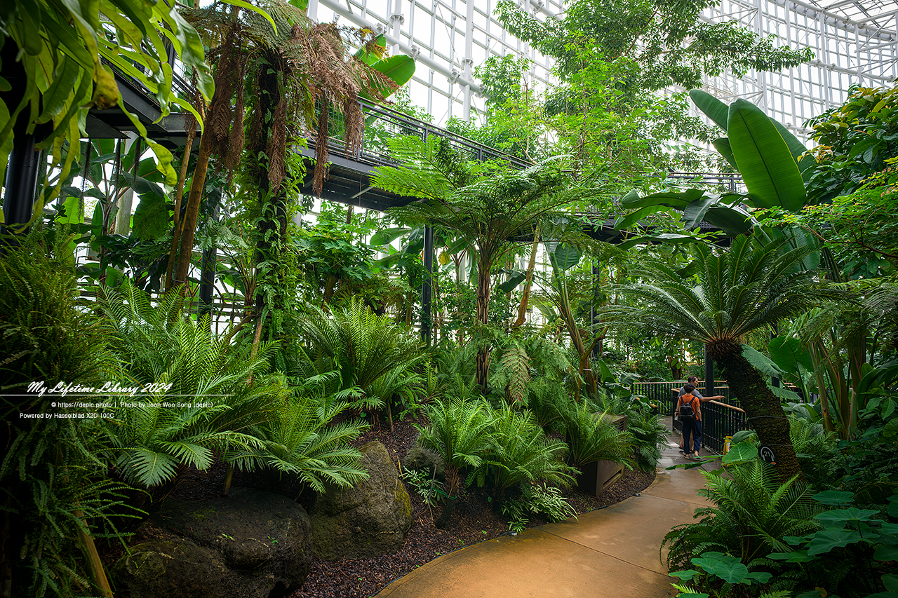 #식물 #나무 #수목원 #세종 #세종수목원 #피노키오