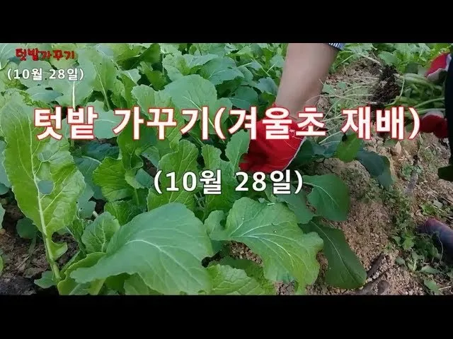 겨울초 파종시기 심는 시기 나물 요리법 농업 재배_1