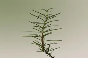 로즈마리