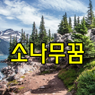 소나무꿈
