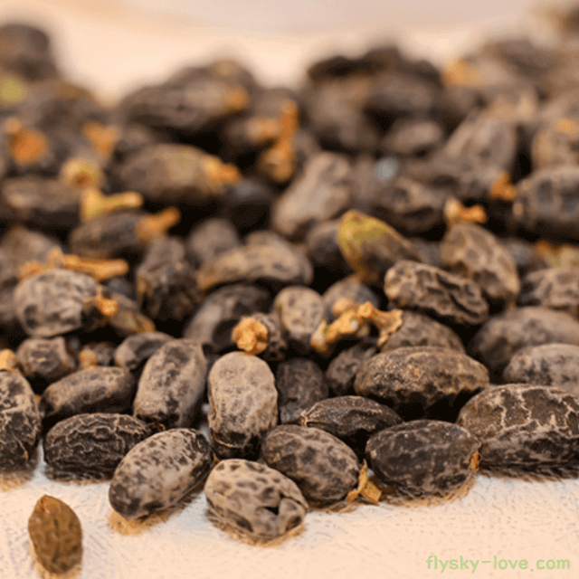 광나무 열매 여정실 효능