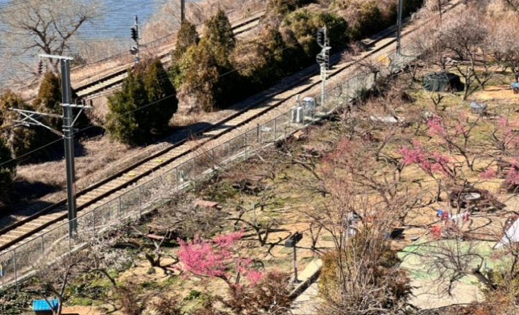 양산 원동 매화축제