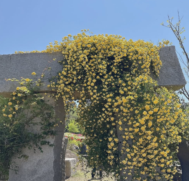 창원 진해 보타닉뮤지엄 목향장미 개화현황, 입장료 및 주차정보