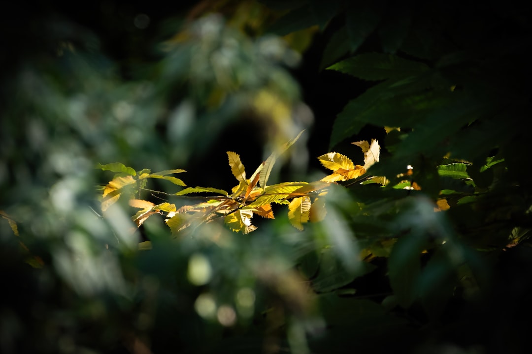 autumn foliage
