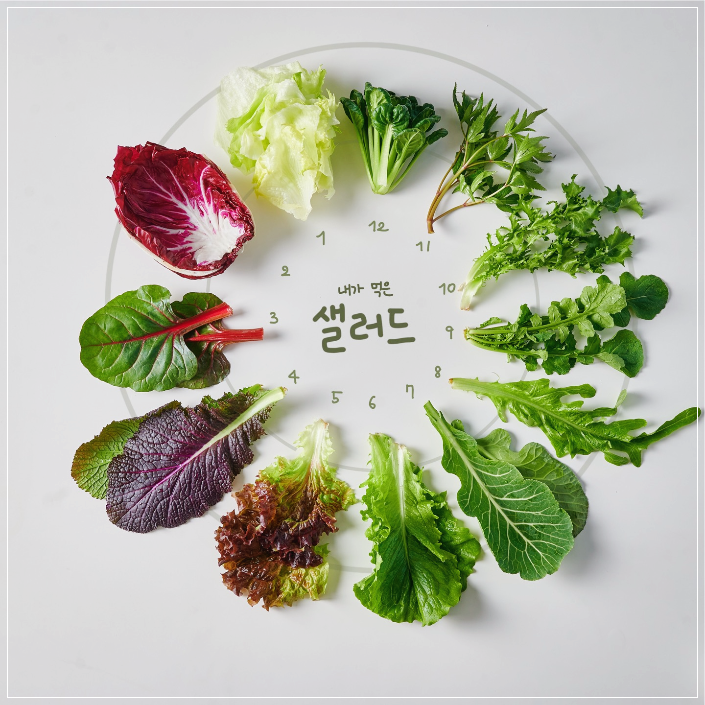 치커리-효능
