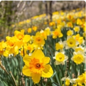 화담숲 수선화 축제