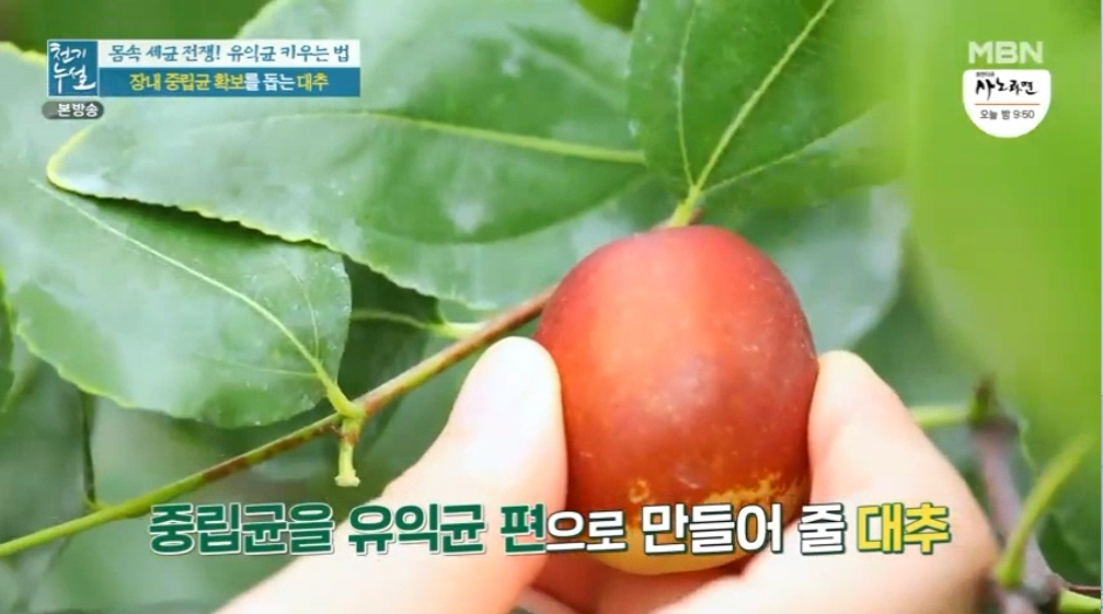 대추 사과대추 효능 대추차 생대추 건대추 고르는법 칼로리 보관법