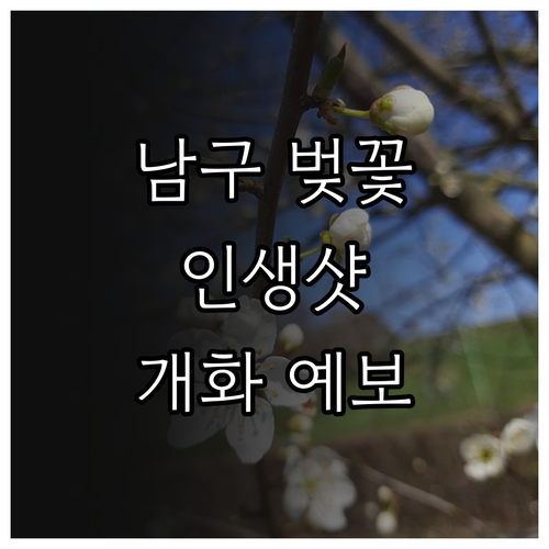 대구 남구 벚꽃 인생샷 명당 및 20..