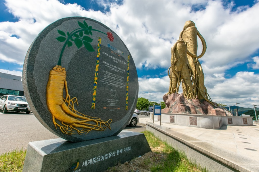 금산 인삼축제 체험