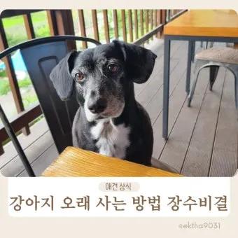 강아지 오래사는 신장관리 비법 생활습관_14