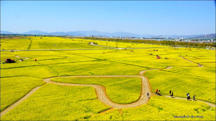 유채꽃 천지