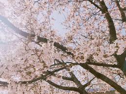 경상북도 영남대 벚꽃 벚꽃 명소 베스트 5 벚꽃시기 만개시기 드라이브 코스