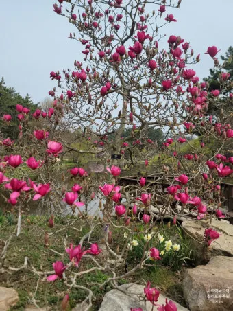 천리포 수목원 목련축제 입장료 여행코스_6