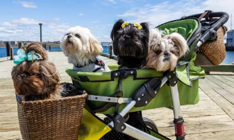 강아지유모차 사진/출처:어도비스톡
