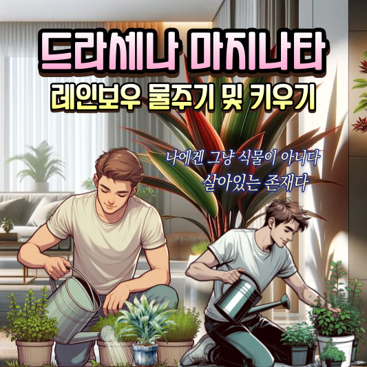 드라세나 마지나타