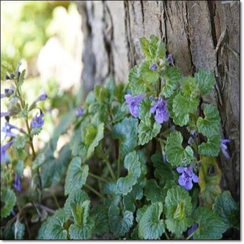 긴병꽃풀 영양 성분