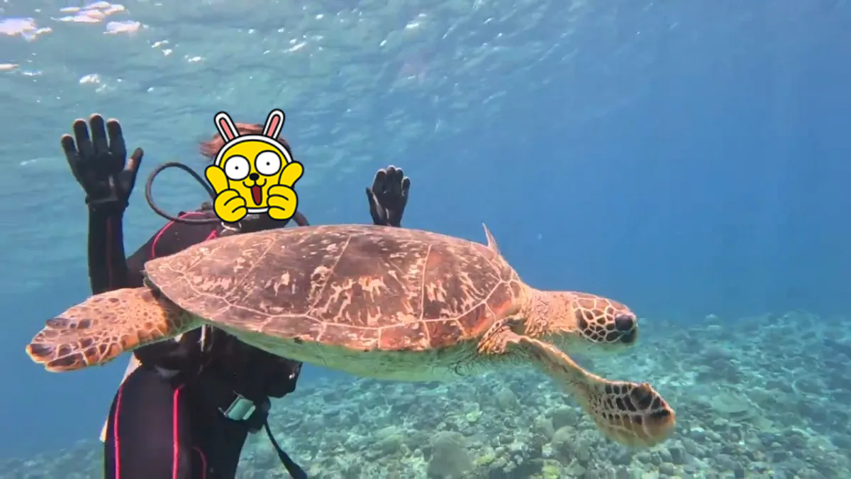 바가-속-거북이와-다이버