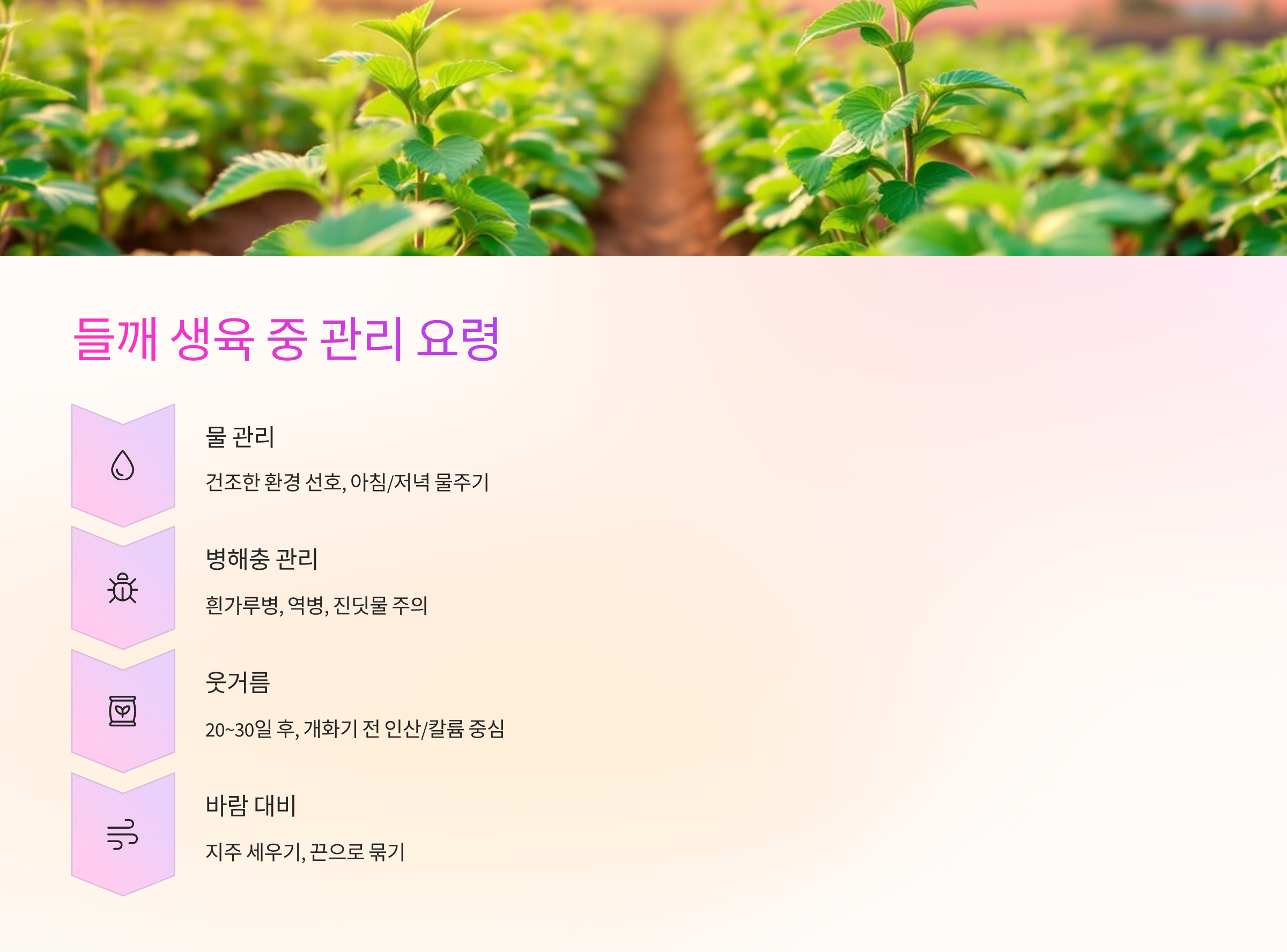 🌿 들깨 생육 중 관리 요령