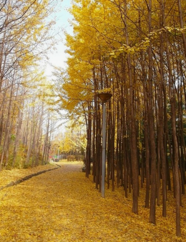 2024 에버랜드 은행나무숲산책 신청