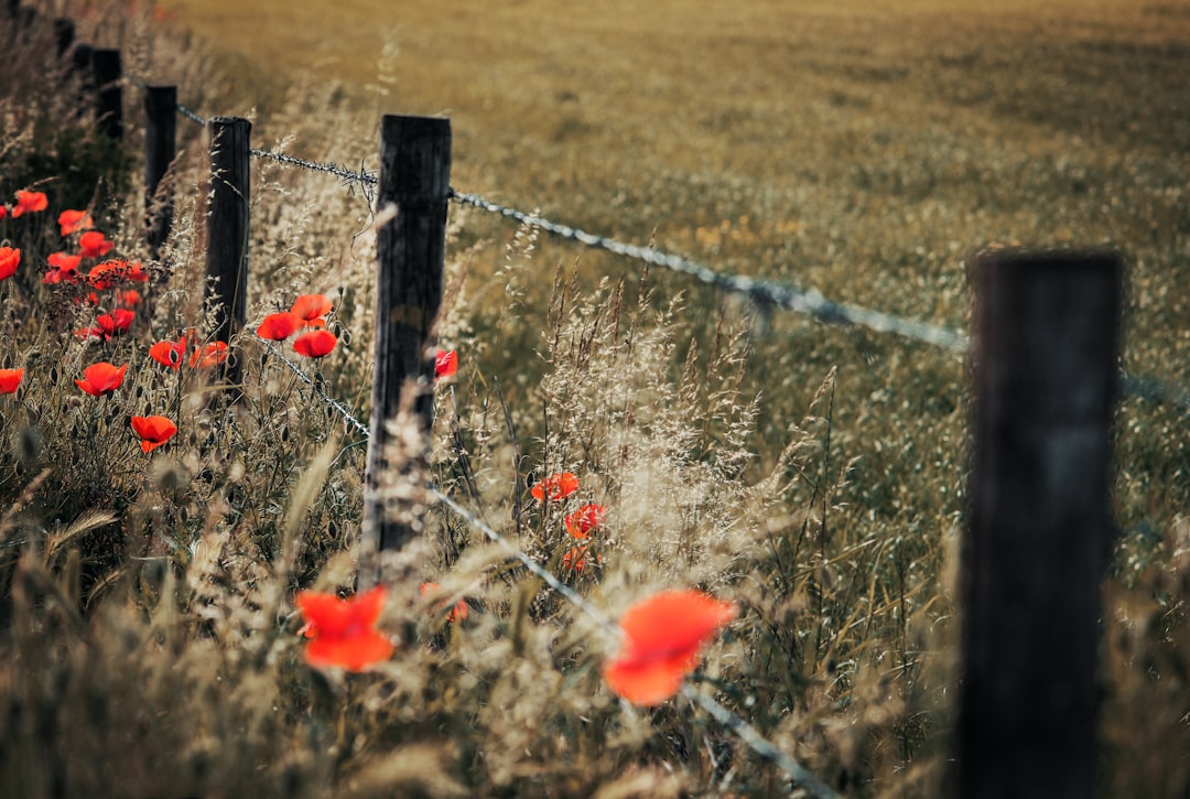 Remembrance