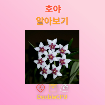 호야 탐구