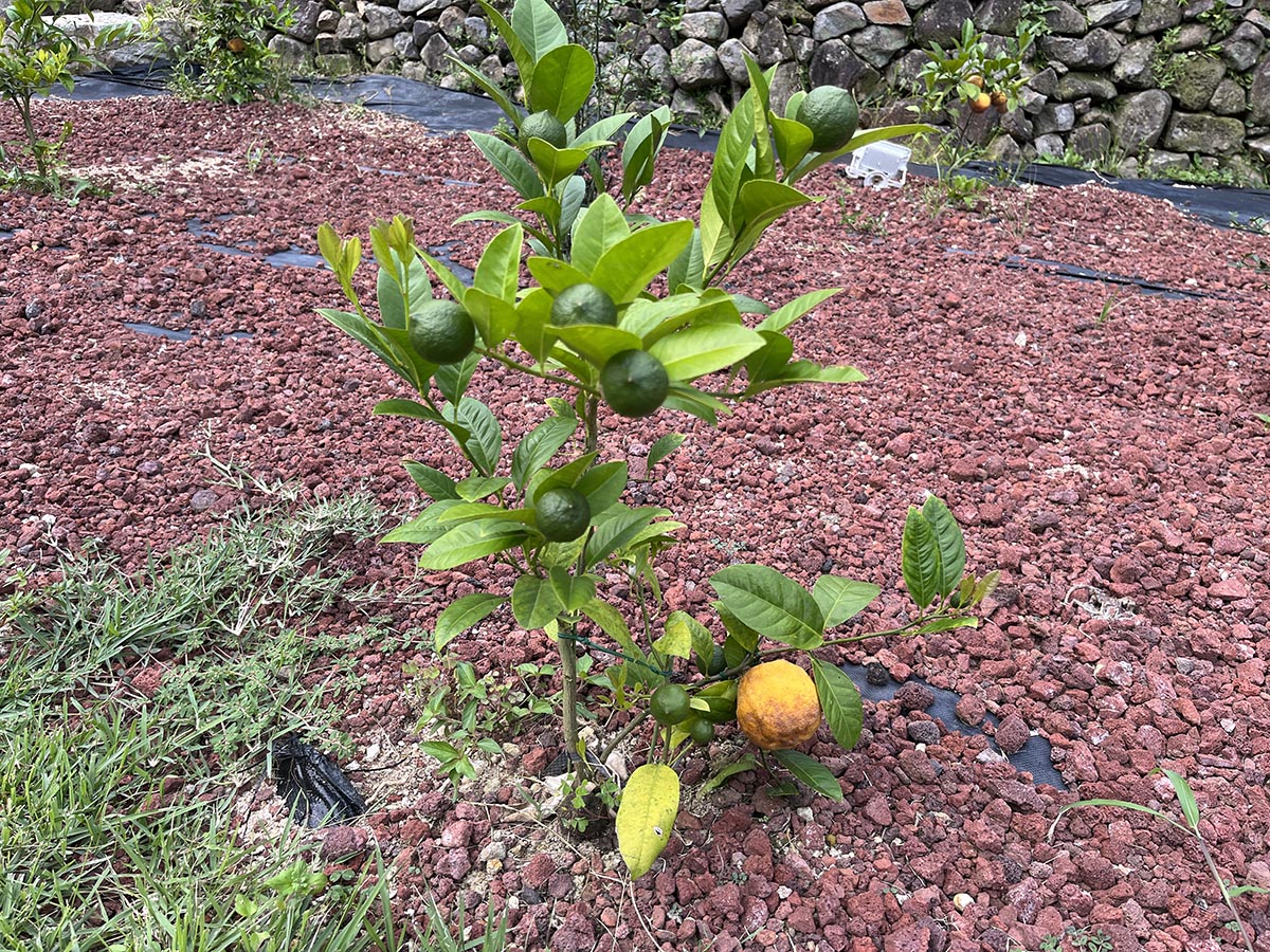 아틀리에 은유재 뒷마당