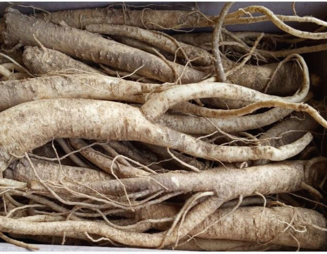 도라지(도라지차&amp;#44; 도라지청) 효능 9가지 및 부작용과 주의사항