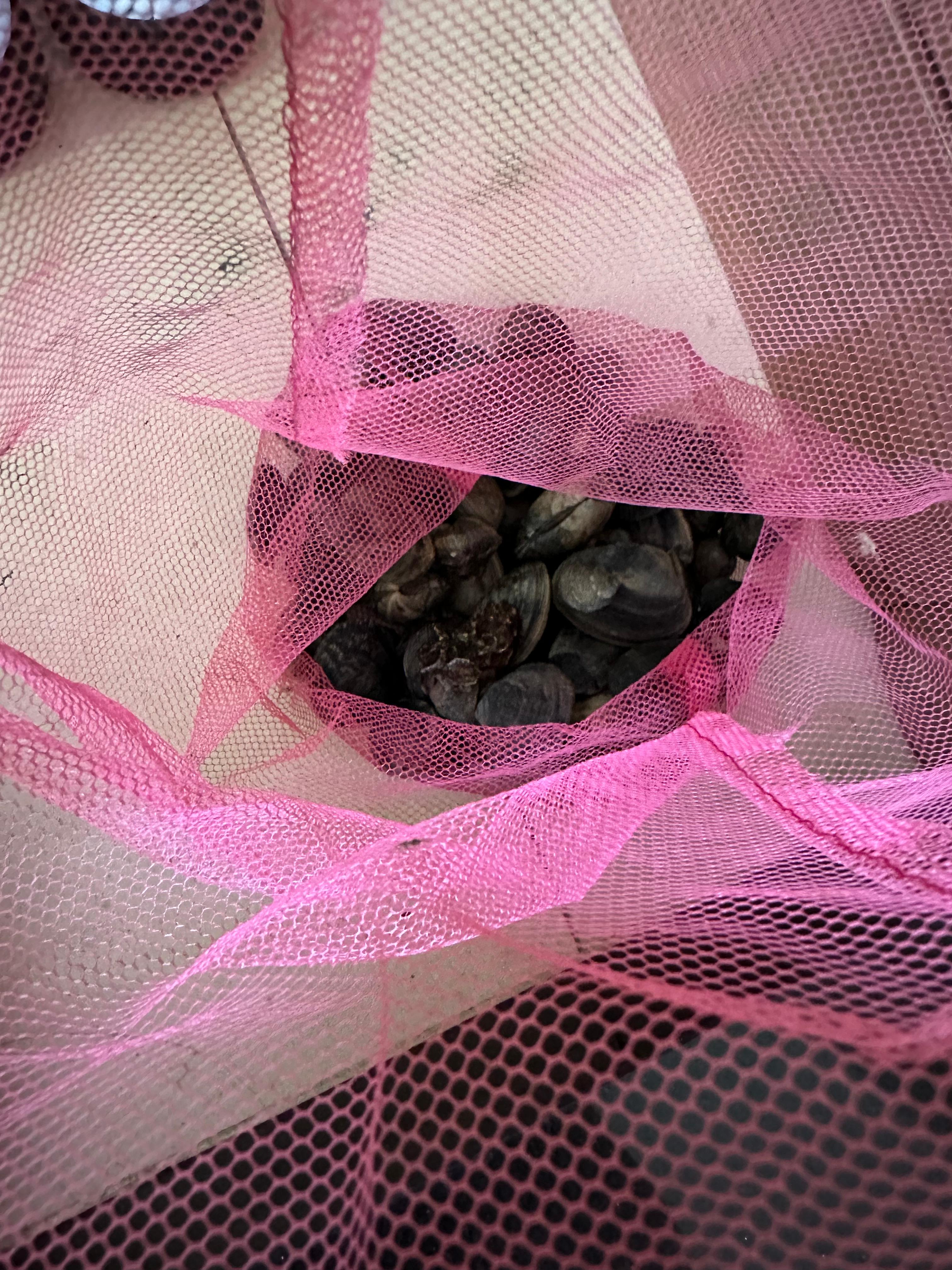 충남 보령, 대천, 무창포 여행 후기3(국내 가족 여행지 추천, 무창포 비체팰리스, 또다시 갯벌체험, 대천 맛집 부페, 점심 밥집 뷔페, 진짜 예쁜 카페 아르나, 분위기 좋은 카페 아르나, 한밤중 닭벼슬섬 산책, 대천항 수산시장 재방문, 찰광어회, 오징어회, 우성수산, 수연호수산, 무창포 비체펠리스, 오션뷰, 밥 해먹을 수 있는 숙소, 무창포 펜션)