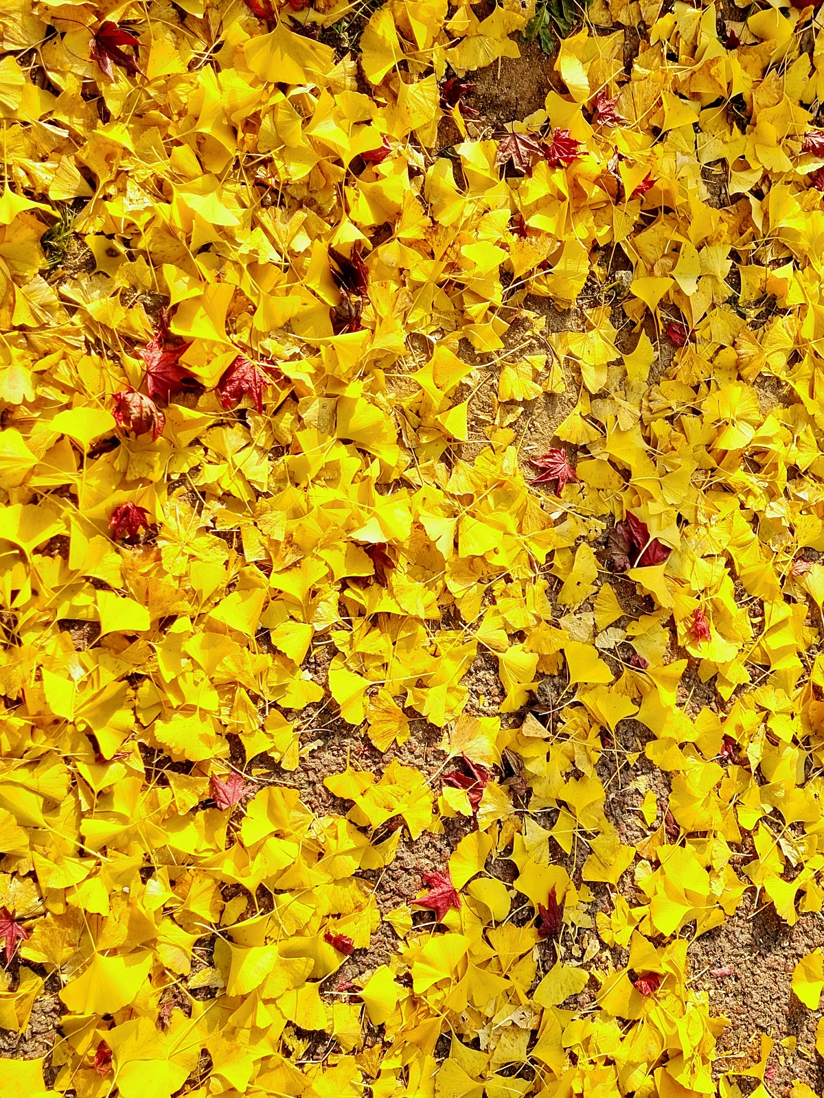 핑크뮬리부터 은행나무길까지, 드림파크 야생화공원 가을 축제와 산책