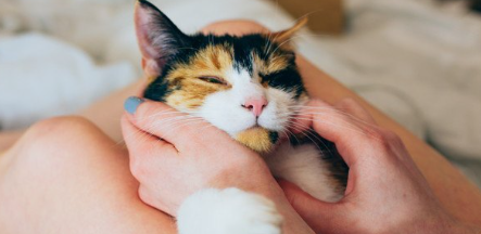 무릎 위에서 쉬는 어깨뭉치일지도 모르는 고양이.