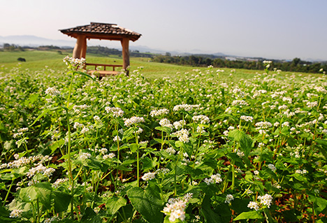 2026 고창 반값여행 완벽 가이드 최대 70% 환급 + 신청방법 코스 총정리