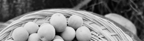 매실장아찌 담그기 마무리