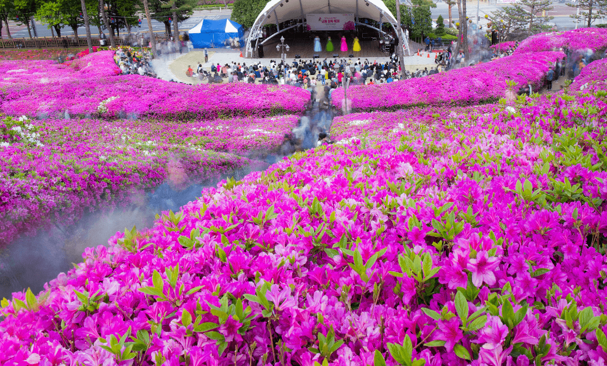 군포 철쭉 축제