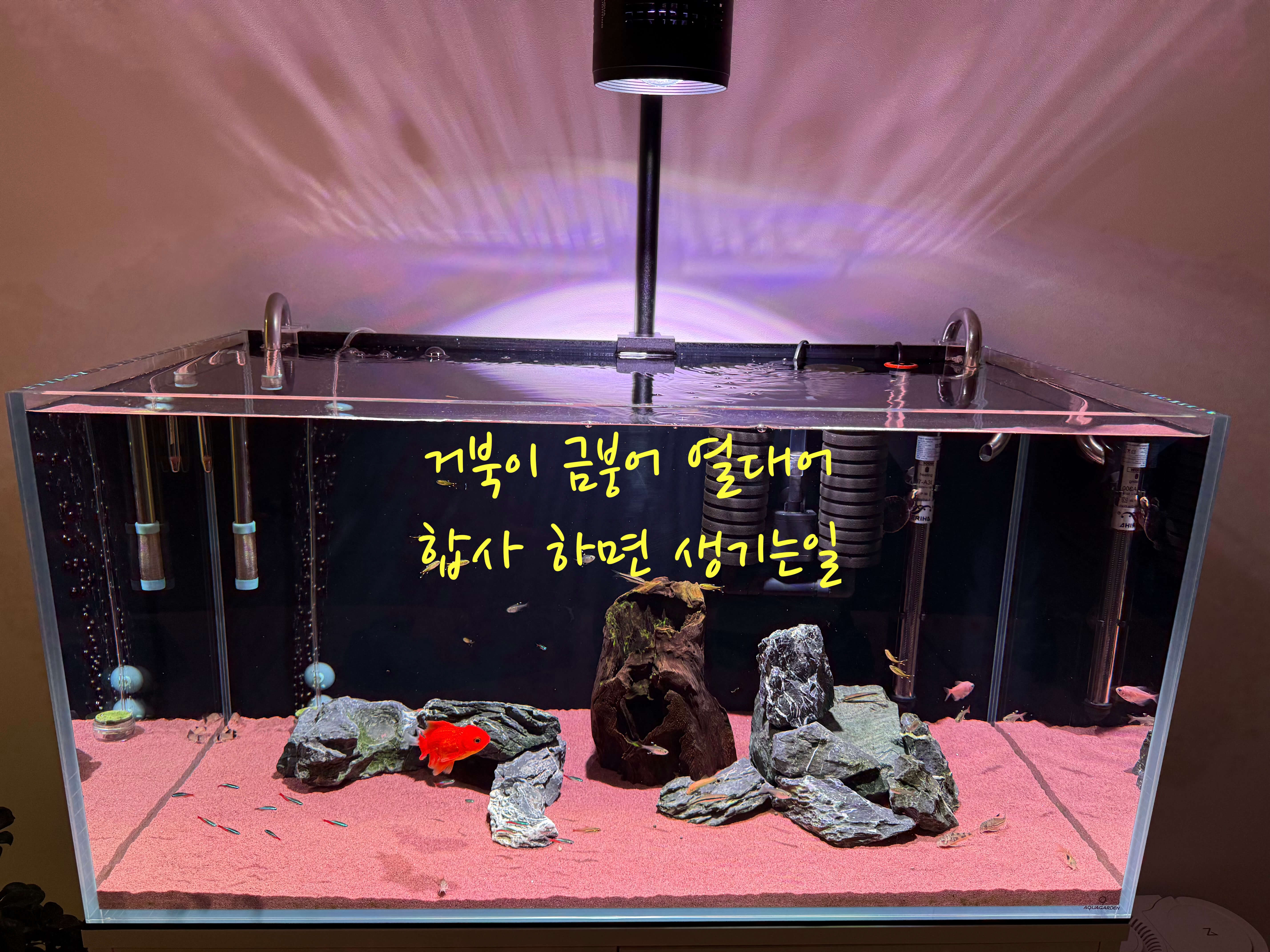 거북이 금붕어 열대어