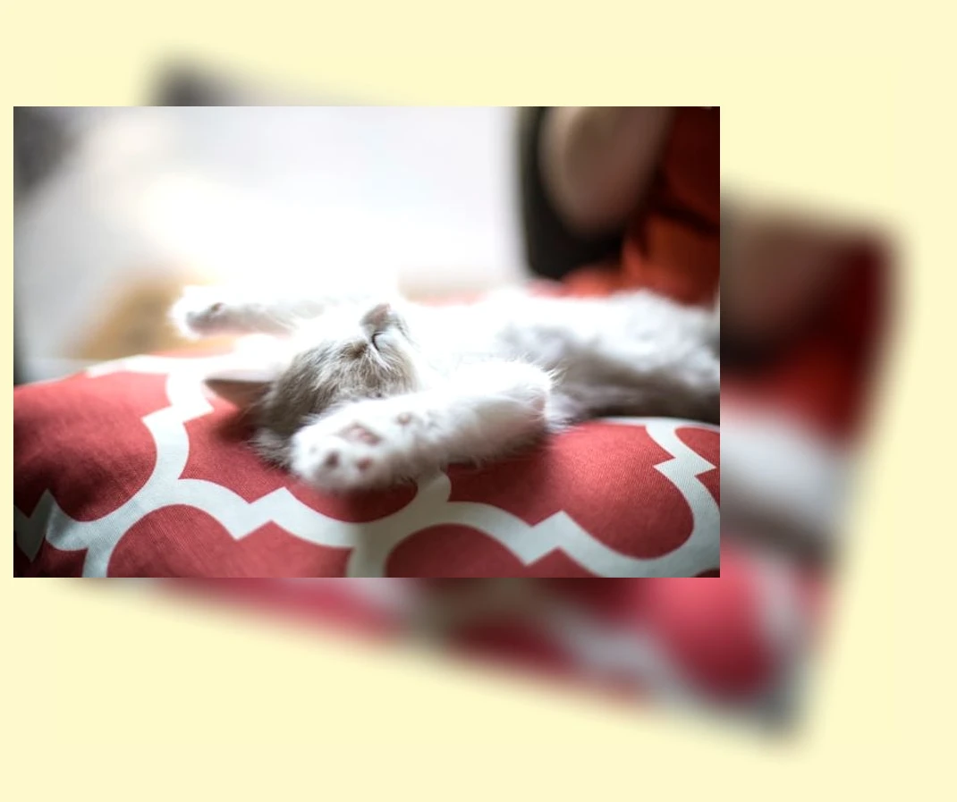 새끼 고양이 영양 간식_3_subsection