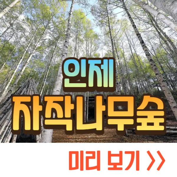 인제 자작나무숲