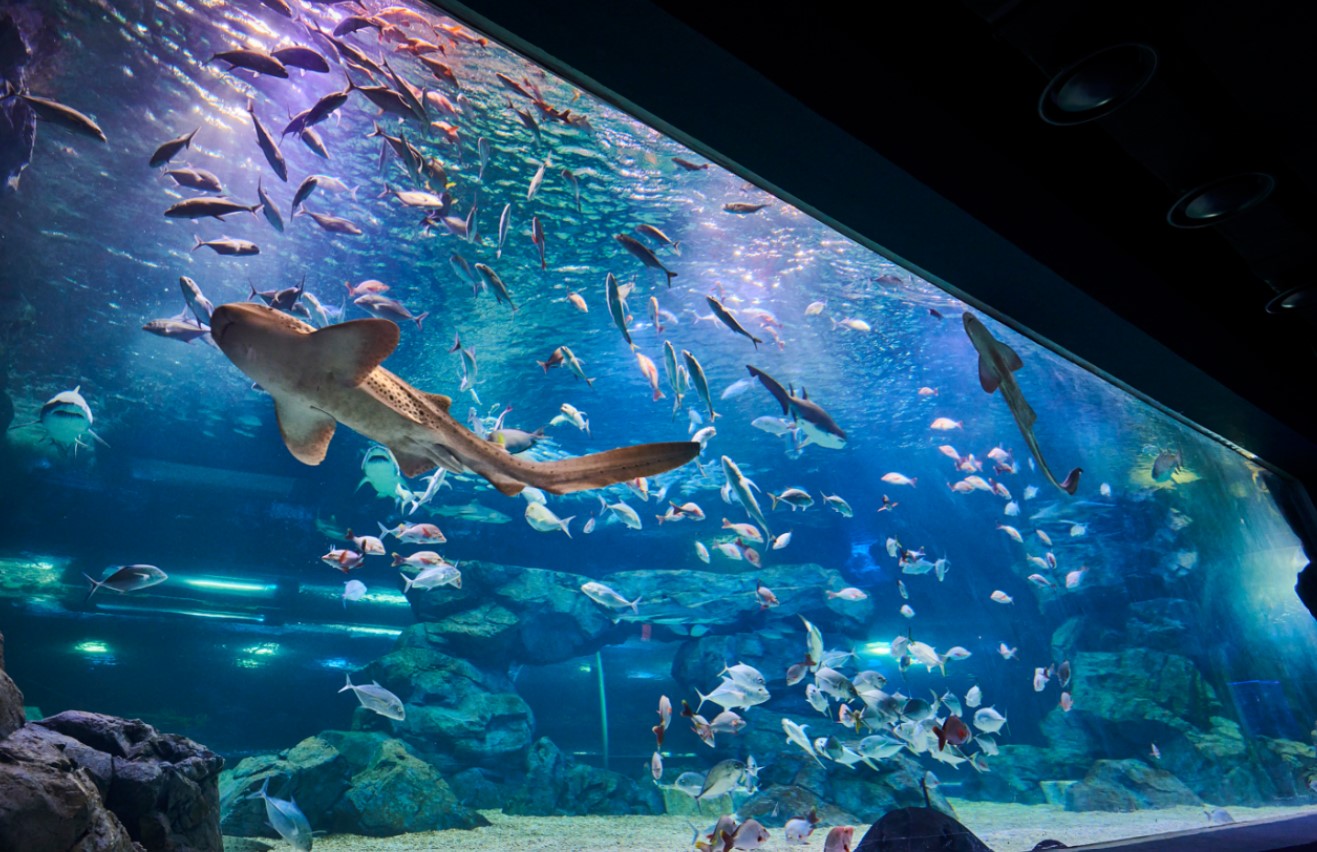 아쿠아플라넷-광교