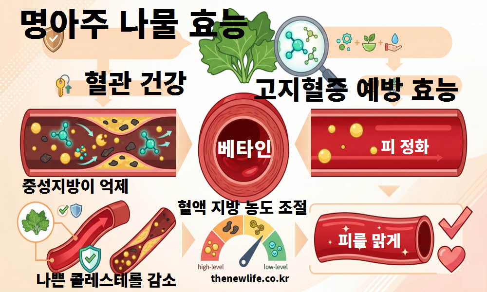 명아주 나물 효능 혈관 건강 고지혈증 예방