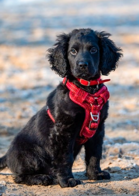 여름철 강아지 산책 적정 시간, 주의사항 정리(강아지 사람 온도차이)