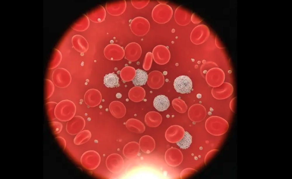 비타민b12 의 역할