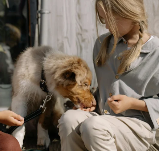 지금 당장 할 수 있는 반려동물 기본 훈련 가이드