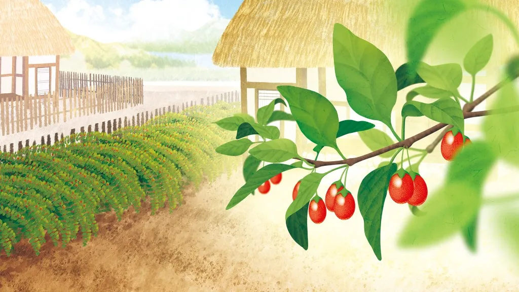 구기자 재배 삽목 번식 가지치기 건조 보관_6