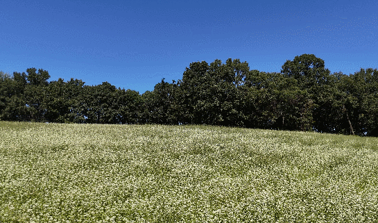 인천 선학동 메밀꽃