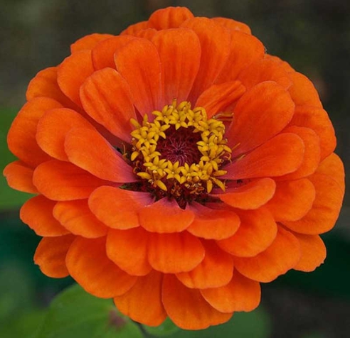 가을에 피는 꽃 종류 접시꽃-백일홍