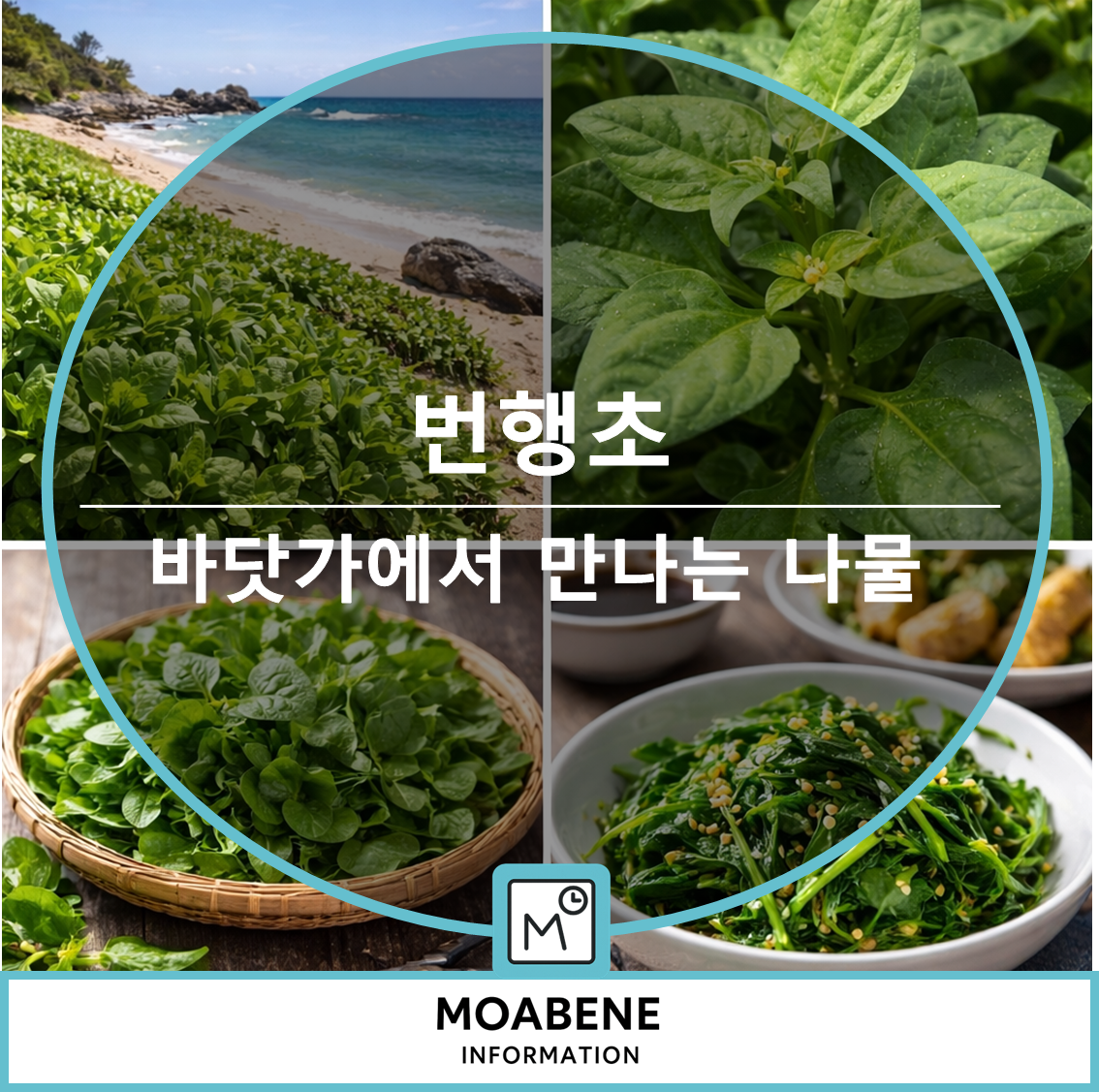 바닷가에서 만나는 번행초 이야기: 채취 시기부터 손질&middot;요리까지 한 번에 정리해드립니다